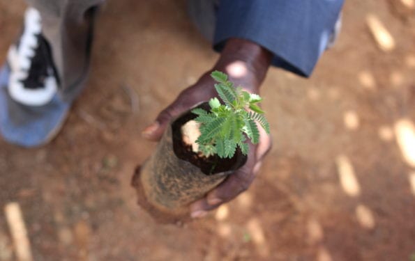 Ein Baum für jede Bestellung – mit Trees for the Future | Amazingy Mag