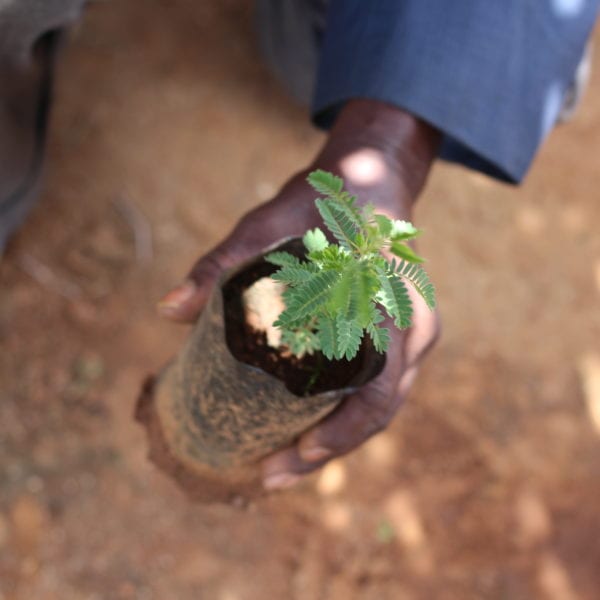 Planting a tree for every order — with Trees for the Future | Amazingy Mag