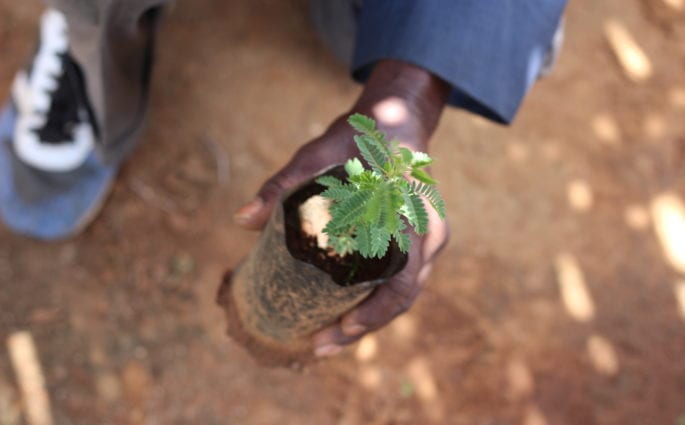 Planting a tree for every order — with Trees for the Future | Amazingy Mag