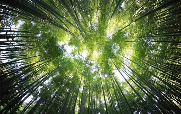 Lass uns mal reden: Green-Washing — So vermeidest du falsche Werbung