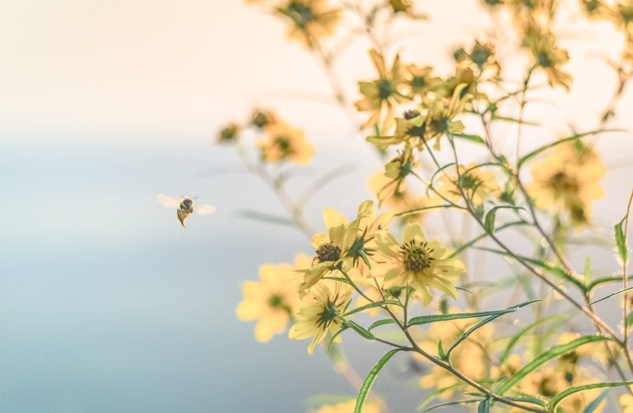 sustainable future with organic beauty