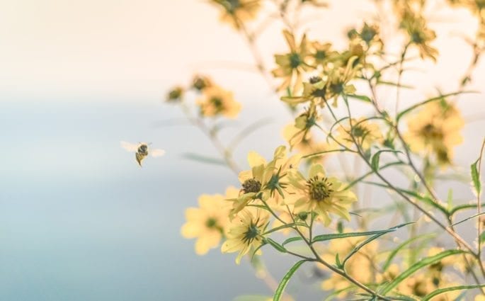 sustainable future with organic beauty