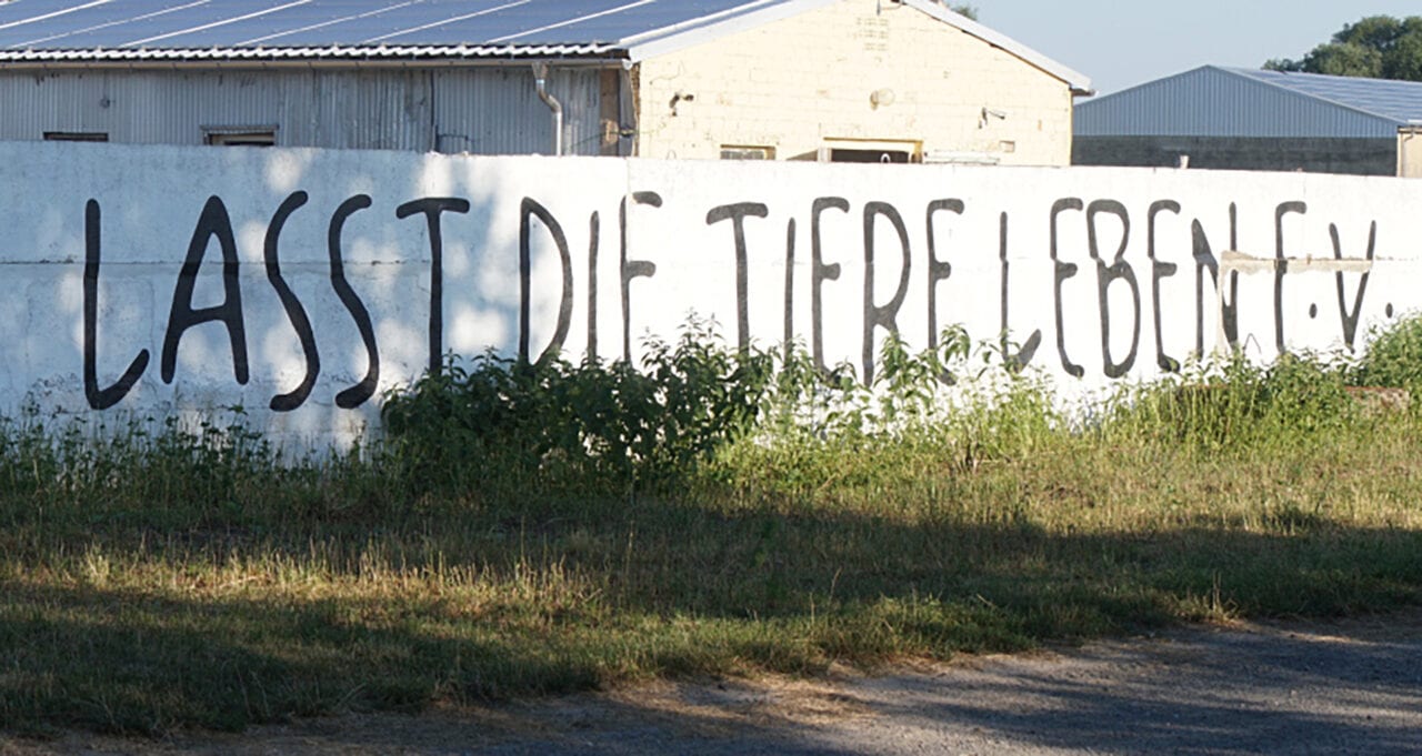 Charity Spotlight: Lasst die Tiere leben e.V. | Amazingy Magazine