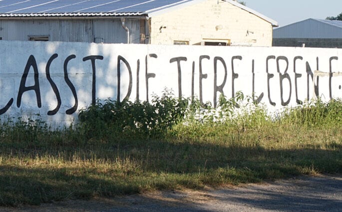 Charity Spotlight: Lasst die Tiere leben e.V. | Amazingy Magazine