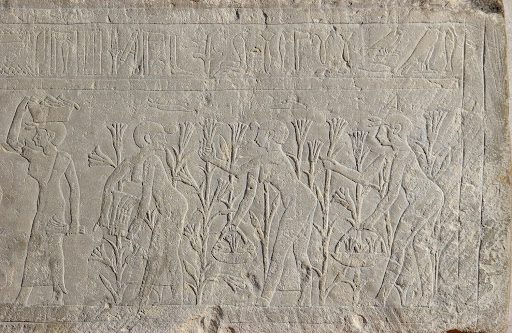 Musée du Louvre, Département des Antiquités égyptiennes, E 11377: Lily flowers used in perfume preparation.