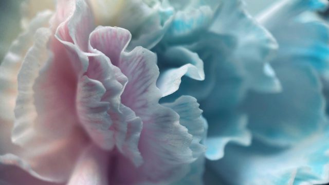 Pink to Blue Flower Photo by Nadezhda Moryak