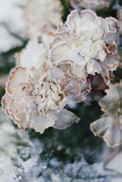 White Flowers Photo by Nadezhda Moryak